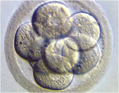 3 day old Embryo